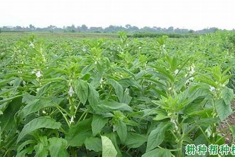 芝麻追肥用什么肥料好