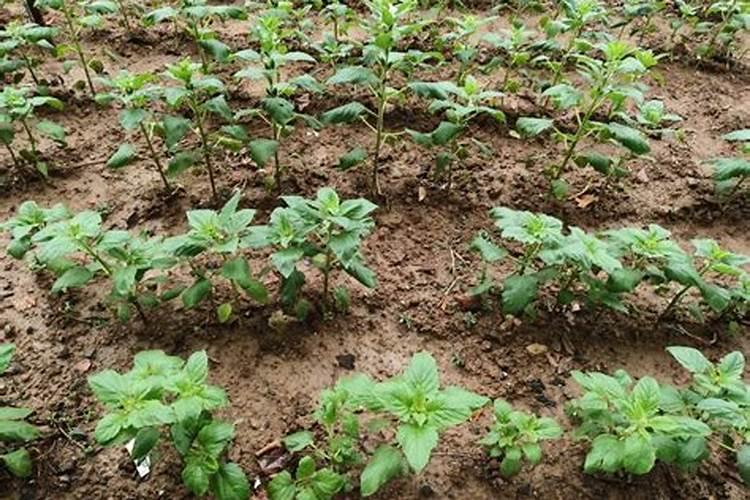 种芝麻用什么肥料好