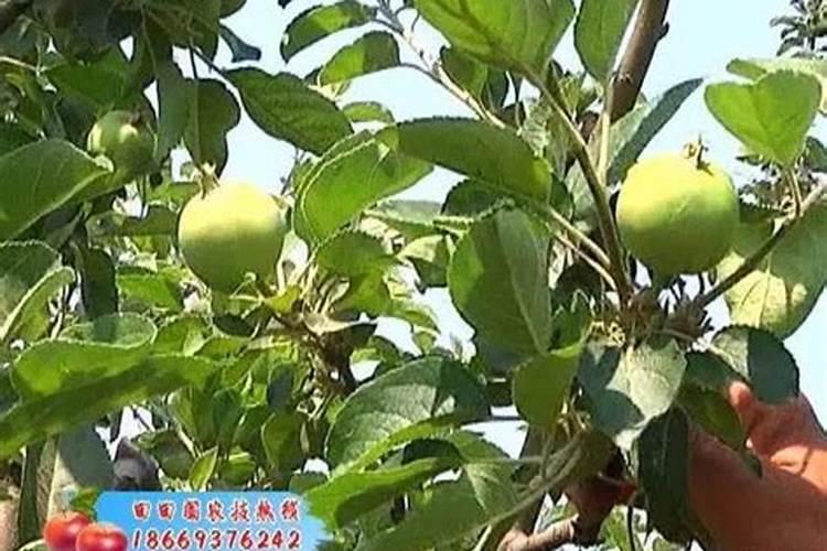 苹果树施肥最佳时间和方法及配方