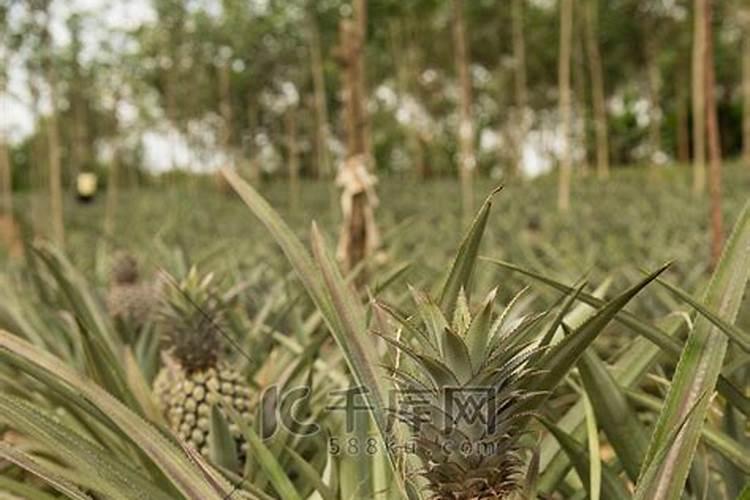 种植高产菠萝的施肥技巧有哪些？