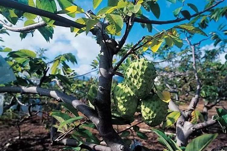 ...上色增甜膨大用什么肥料好,叶面肥促花保果怎么样？