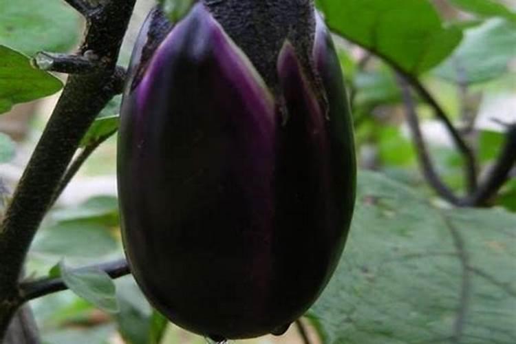 立秋前后茄子管理