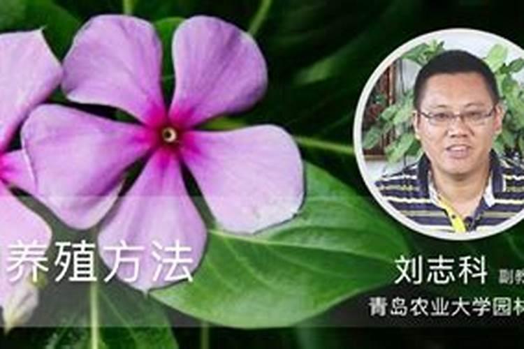 香瓜叶子上有黄点然后变黄干枯是什么病能治好吗
