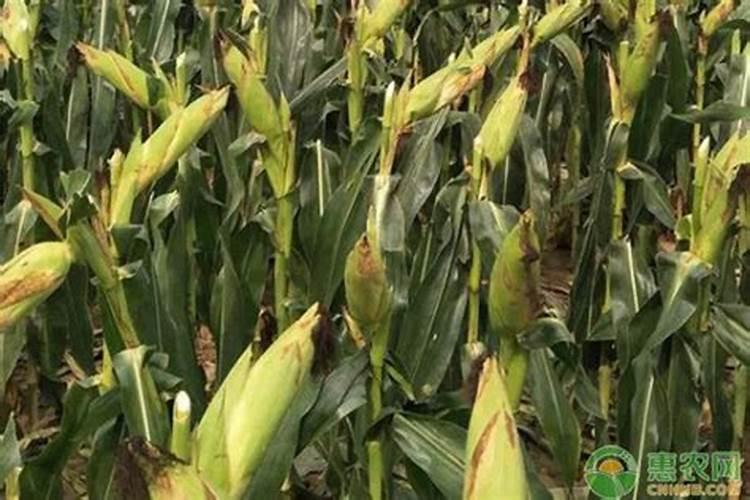 记住这些施肥口诀,作物高产并不难!