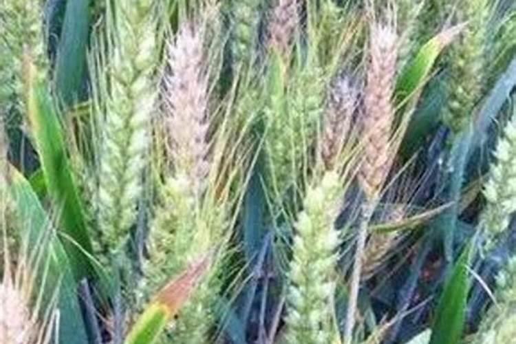 小麦干热风怎么防治