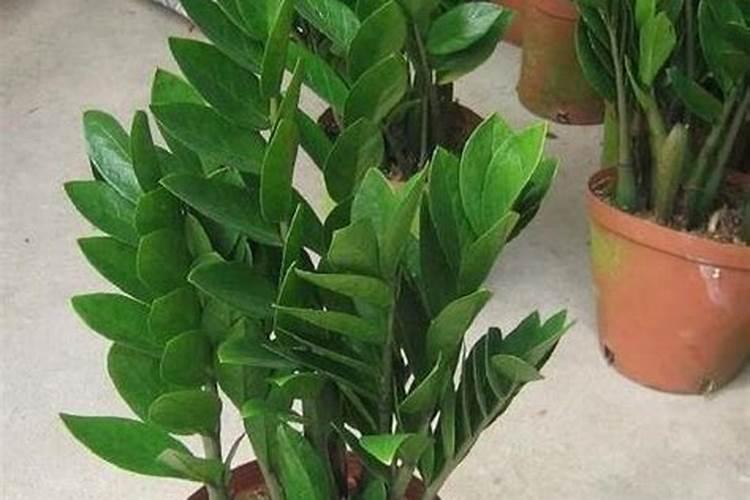 腐植酸、氨基酸、海藻素和鱼蛋白