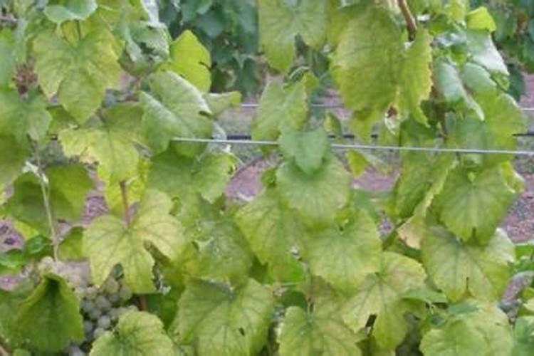 柴灰炒辣椒,只有云贵地区的人吃过,你吃过吗？