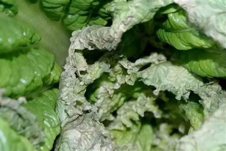 菜地里的菜老是烂怎么办