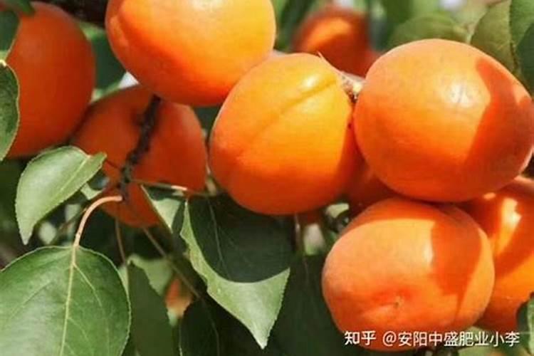 杏树用什么肥比较好