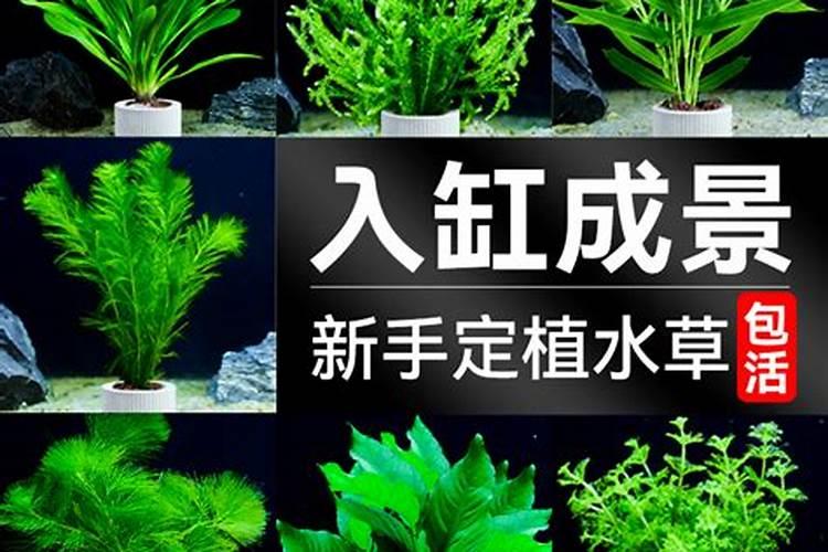 养水草用什么肥料