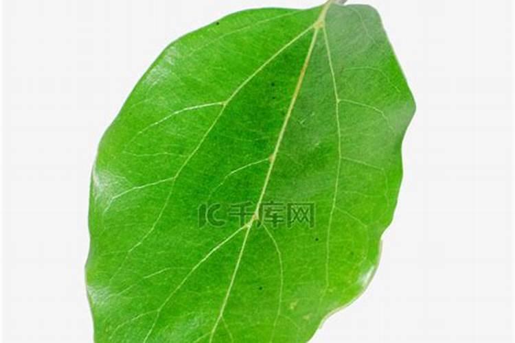 怎么治香樟树白化病