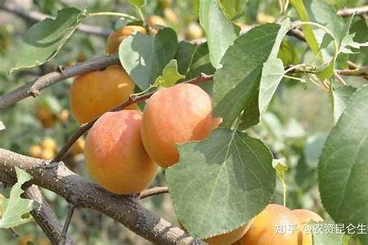 杏树种植管理如何做？结果期能用矿源灌根吗？什么时候用好