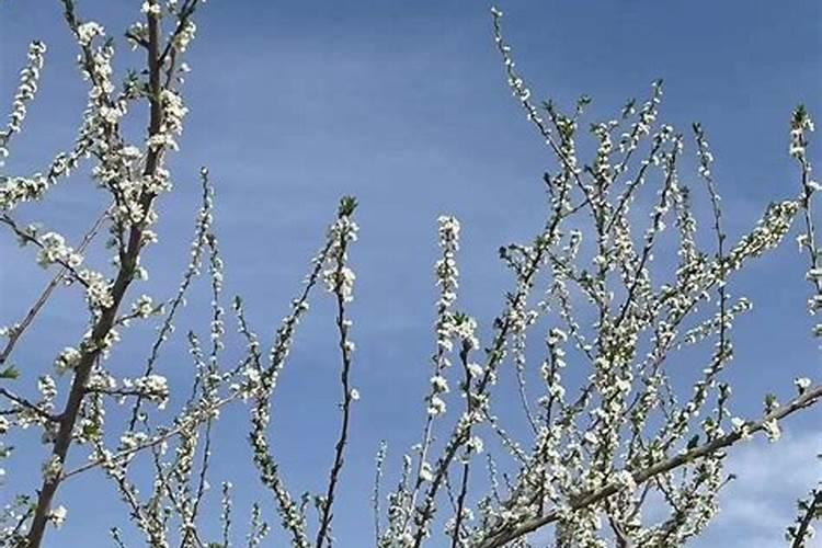 西梅用什么药？