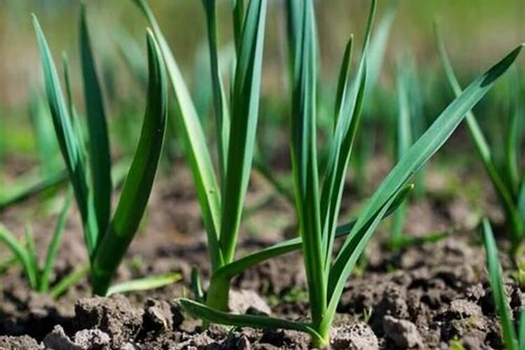 种植大蒜如何合理施肥,掌握以下技巧,产量高、蒜瓣大