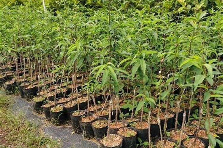 桃树磷酸二氢钾的使用方法和用量