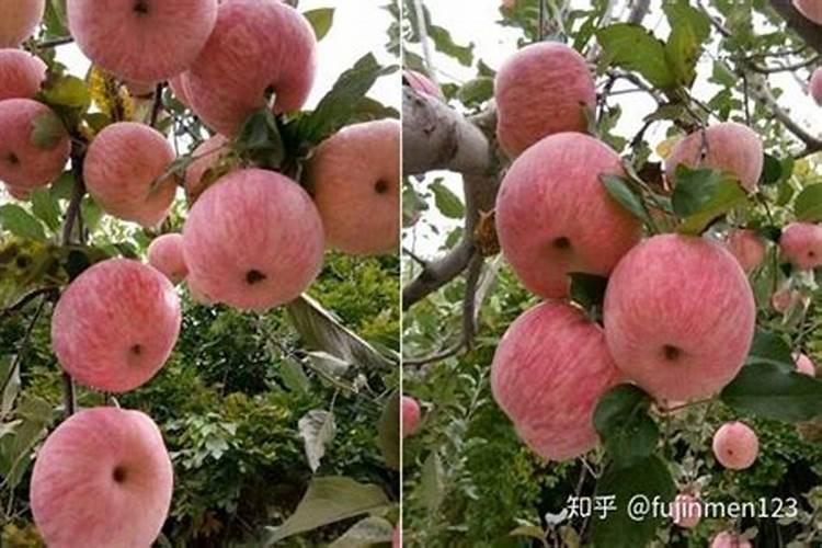 苹果树8月份如何使用水溶肥