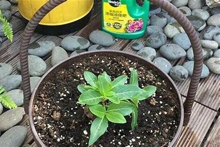 泡完的茶叶可以浇花 泡过的茶叶可以当花肥吗