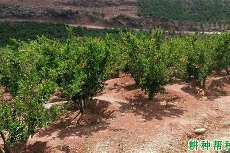 石榴树什么时候施肥