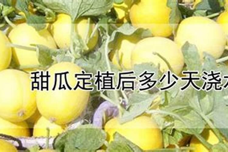 甜瓜怎样快速增甜 增瓜灵什么时候喷合适