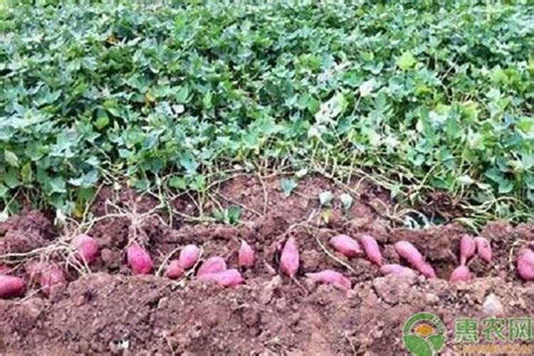 种红薯用什么肥料合适