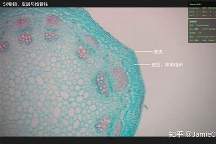 黄瓜喷什么叶面肥茎杆粗壮