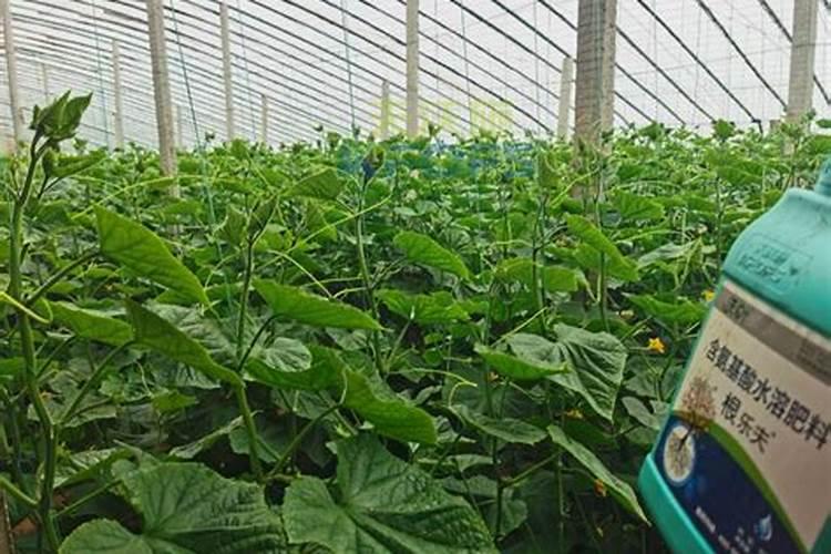 植物缺少氮磷钾分别会出现哪些症状？