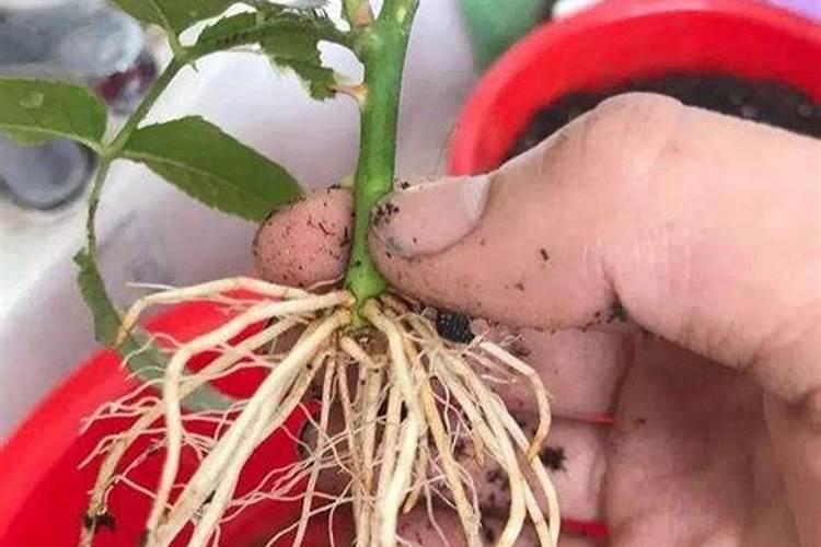 用什么种花生根最快生根