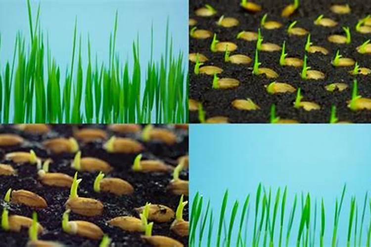 水稻氮磷钾施用比例在多少最佳