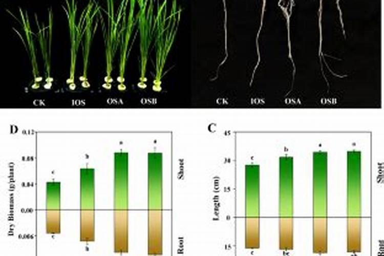 水稻种子要泡多久？