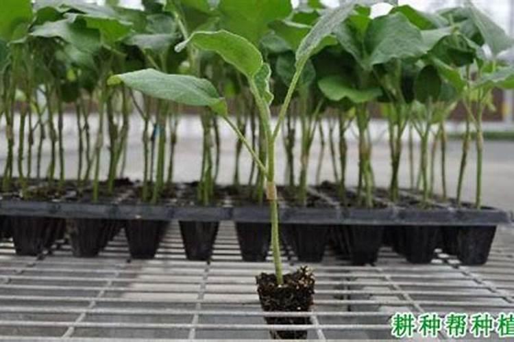 茄子施肥时间和施肥量