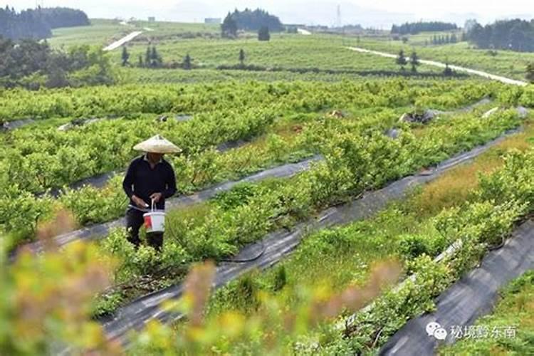 西瓜地磷酸二安和黄腐酸钾可以同时冲施吗？