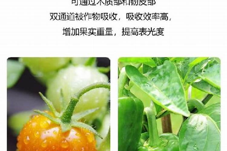 大棚蔬菜的肥料来源