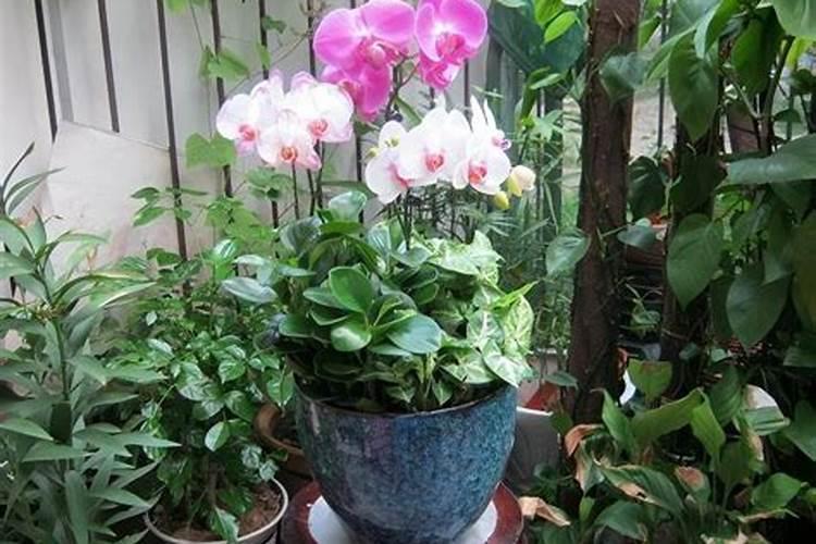 茉莉花夏天怎么养