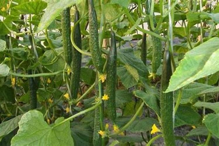 黄瓜初花结果期用什么肥既保花保果且不旺长