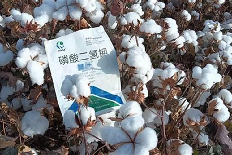 长期吃土豆的危害性