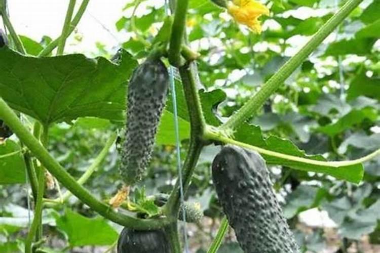 黄瓜点花药加什么叶面肥黑又亮