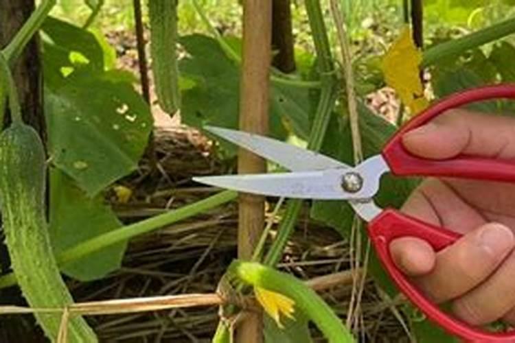 用醋做黄瓜叶面肥的配方