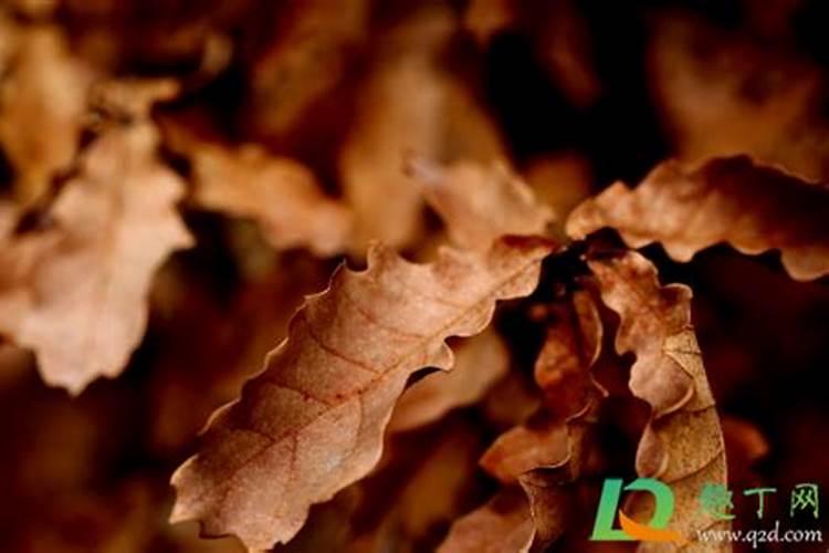 枯树叶怎样发酵成肥料