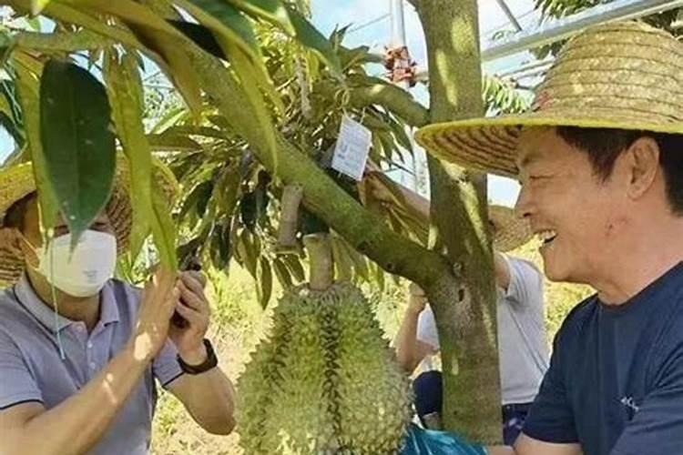 榴莲树怎么种植