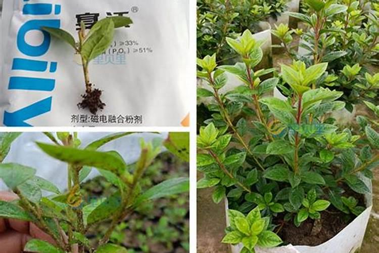 杜鹃开花期间施什么肥,能喷磷酸二氢钾吗