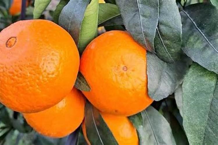 芸苔素内酯开花期能打吗