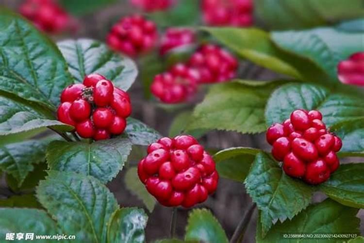 丹参底肥放什么肥好(底肥施用方法)