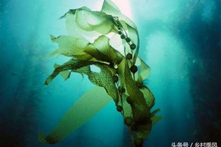 海藻的组成成分