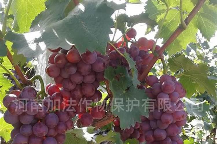 叶面肥什么时候打效果好