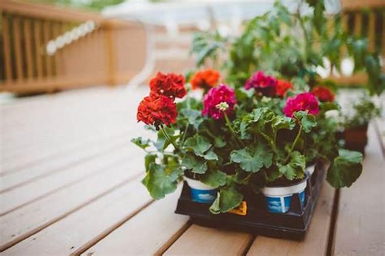 怎么给花施复合肥