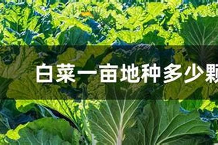 白菜追肥用什么肥料好