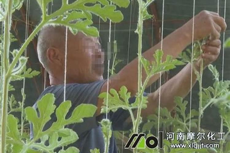 西瓜挂果后施什么肥