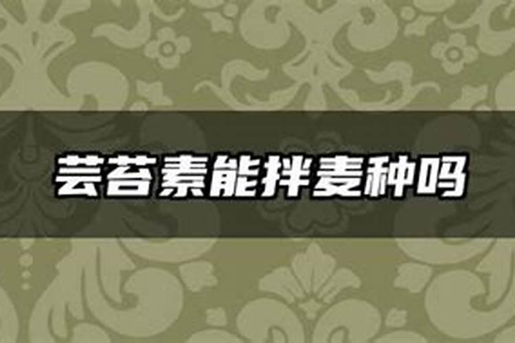 小麦拌种能用芸苔素内酯吗