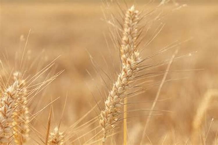 芸苔素能拌麦种吗