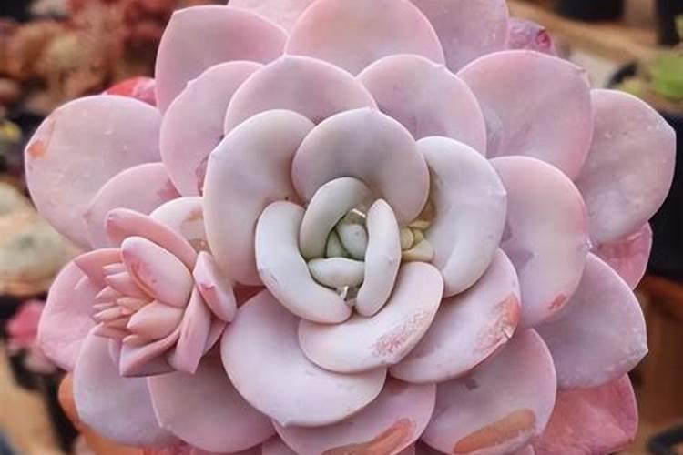 让多肉叶片肥厚施什么肥？